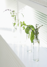 盆栽盆景瓶栽室内外花草图片