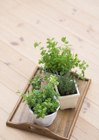 盆栽盆景瓶栽室内外花草图片