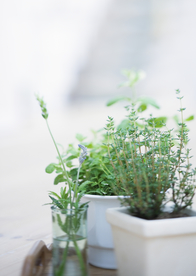 盆栽盆景瓶栽室内外花草图片