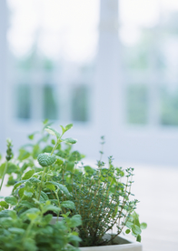 盆栽盆景瓶栽室内外花草图片