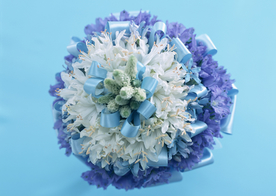 盆栽盆景瓶栽室内外花草图片