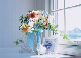 盆栽盆景瓶栽室内外花草图片