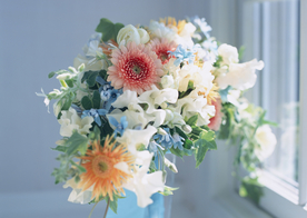 盆栽盆景瓶栽室内外花草图片