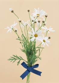 盆栽盆景瓶栽室内外花草图片