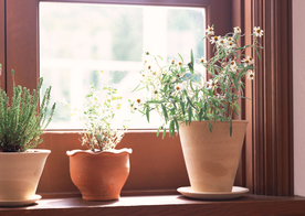 盆栽盆景瓶栽室内花草图片