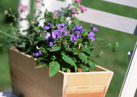 盆栽盆景瓶栽室内花草图片