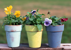 盆栽盆景瓶栽室内花草图片