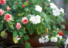 盆栽盆景瓶栽室内花草图片