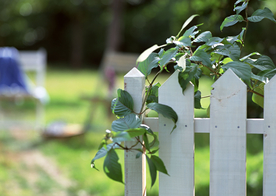 盆栽盆景瓶栽室内花草图片