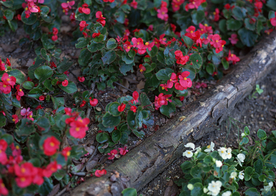 花艺园艺花草图片