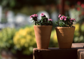 盆栽盆景瓶栽室内花草图片
