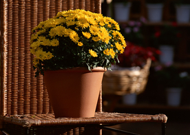 盆栽盆景瓶栽室内花草图片
