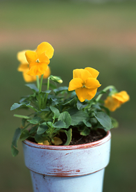 盆栽盆景瓶栽室内花草图片