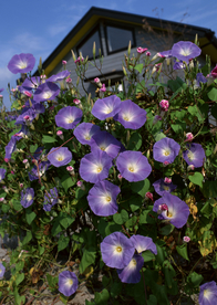 花艺园艺花草图片