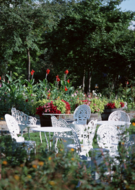 花艺园艺花草图片