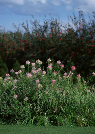 花艺园艺花草图片