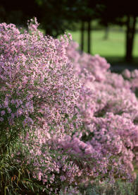 花艺园艺花草图片