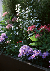 盆栽盆景瓶栽室内花草图片