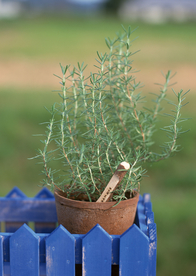 盆栽盆景瓶栽室内花草图片
