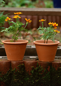 盆栽盆景瓶栽室内花草图片