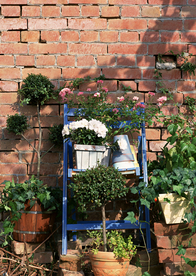 盆栽盆景瓶栽室内花草图片