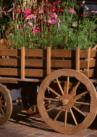 盆栽盆景瓶栽室内花草图片