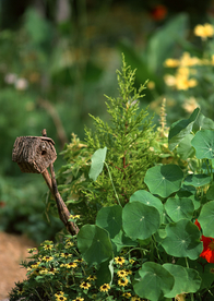 盆栽盆景瓶栽室内花草图片