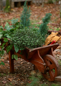 盆栽盆景瓶栽室内花草图片