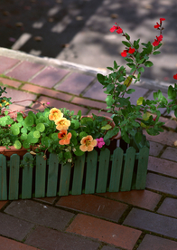 盆栽盆景瓶栽室内花草图片