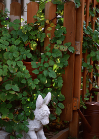 盆栽盆景瓶栽室内花草图片