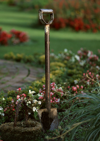 盆栽盆景瓶栽室内花草图片