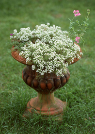 盆栽盆景瓶栽室内花草图片