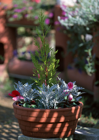 盆栽盆景瓶栽室内花草图片