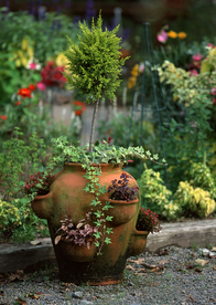 盆栽盆景瓶栽室内花草图片