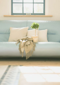 盆栽盆景瓶栽室内花草图片