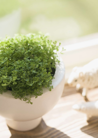 盆栽盆景瓶栽室内花草图片