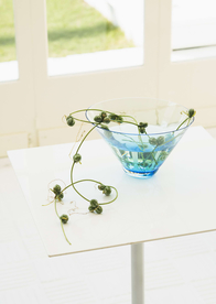 盆栽盆景瓶栽室内花草图片