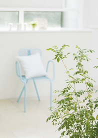 盆栽盆景瓶栽室内花草图片