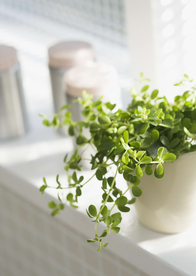 盆栽盆景瓶栽室内花草图片