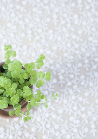 盆栽盆景瓶栽室内花草图片