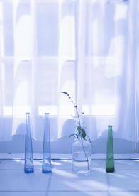 盆栽盆景瓶栽室内花草图片