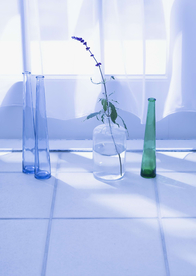 盆栽盆景瓶栽室内花草图片