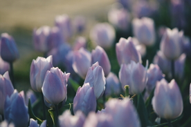 郁金香唯美清新图片