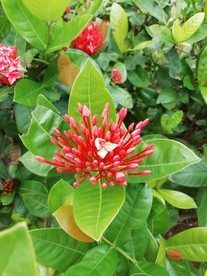 龙船花 ( 绣球花 ）