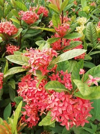 龙船花（绣球花）