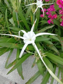 水鬼蕉（蜘蛛兰）花