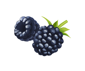 黑树莓