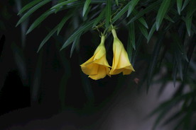 黄花夹竹桃花朵