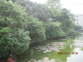 黄花夹竹桃全貌