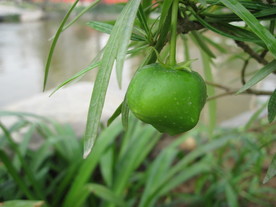 黄花夹竹桃果实